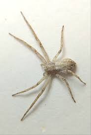 Attēlu rezultāti vaicājumam “Philodromidae”