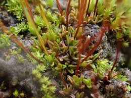 Attēlu rezultāti vaicājumam “Aloina rigida sporophyte”