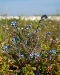Attēlu rezultāti vaicājumam “Myosotis ramosissima flower”