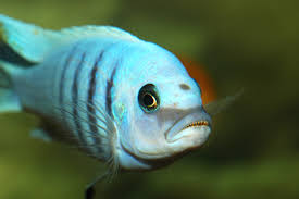 Attēlu rezultāti vaicājumam “Cetrelia sp.”