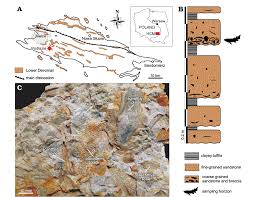 Attēlu rezultāti vaicājumam “Laccognathus panderi”