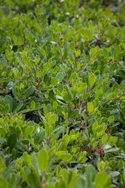 Attēlu rezultāti vaicājumam “Exobasidium uvae-ursi”