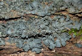 Attēlu rezultāti vaicājumam “Collema flaccidum”