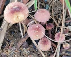 Attēlu rezultāti vaicājumam “Tricholomopsis rutilans”