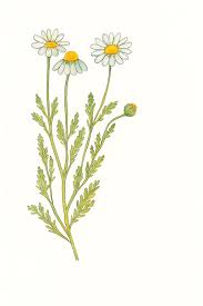 Image result for Matricaria recutita (chamomilla)