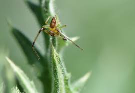 Attēlu rezultāti vaicājumam “Diaea dorsata”