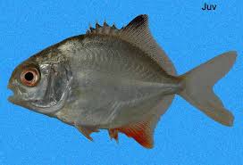 Image result for Trachinotus falcatus