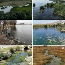 Attēlu rezultāti vaicājumam “Didymium tussilaginis spores”