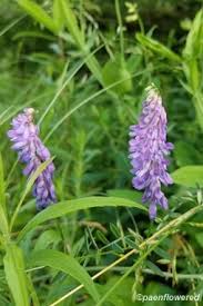 Attēlu rezultāti vaicājumam “Vicia cracca”