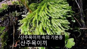 Attēlu rezultāti vaicājumam “Plagiothecium cavifolium”