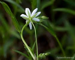 Attēlu rezultāti vaicājumam “Stellaria holostea leaf”