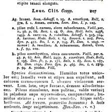 Attēlu rezultāti vaicājumam “Diderma rufostriatum young”