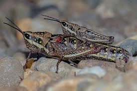 Attēlu rezultāti vaicājumam “Orthoptera”