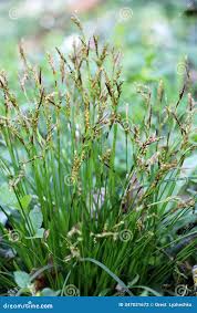 Attēlu rezultāti vaicājumam “Carex digitata flower”