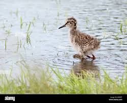 Attēlu rezultāti vaicājumam “Tringa totanus”