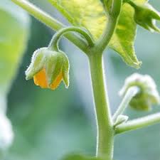 Attēlu rezultāti vaicājumam “Malvaceae”