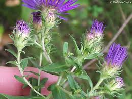 Attēlu rezultāti vaicājumam “Symphyotrichum novae-angliae flower”