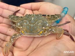 Image result for Callinectes sapidus