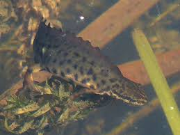 Attēlu rezultāti vaicājumam “Triturus vulgaris male”