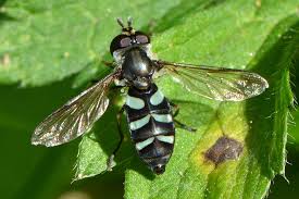 Attēlu rezultāti vaicājumam “Didea alneti”