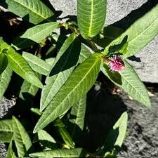 Attēlu rezultāti vaicājumam “Polygonum amphibium”