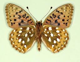 Attēlu rezultāti vaicājumam “Argynnis aglaja underside”