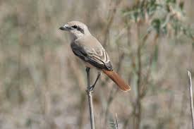 Image result for Lanius isabellinus