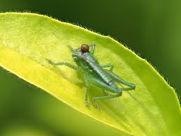 Attēlu rezultāti vaicājumam “Entomophaga grylli”