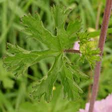 Attēlu rezultāti vaicājumam “Malva moschata alba leaf”