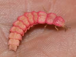 Attēlu rezultāti vaicājumam “Lampyridae”