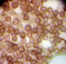 Attēlu rezultāti vaicājumam “Didymium proximum macro”