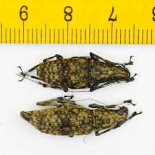 Attēlu rezultāti vaicājumam “Anthribidae”