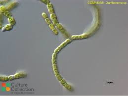 Attēlu rezultāti vaicājumam “Xanthogramma sp.”