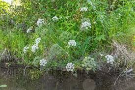 Attēlu rezultāti vaicājumam “Cicuta virosa flower”