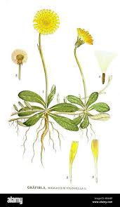Image result for Hieracium pilosella