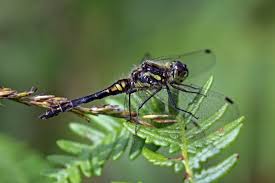 Attēlu rezultāti vaicājumam “Sympetrum danae”