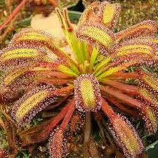 Image result for Drosera