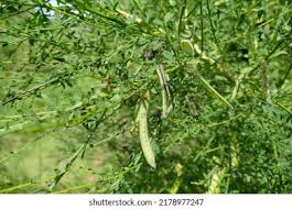 Attēlu rezultāti vaicājumam “Cytisus scoparius leaf”