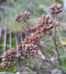 Attēlu rezultāti vaicājumam “Achillea millefolium bud”