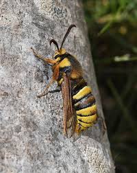 Attēlu rezultāti vaicājumam “Sesia apiformis”