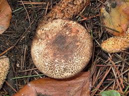 Attēlu rezultāti vaicājumam “Diderma simplex macro”