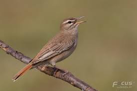 Image result for Cercotrichas galactotes