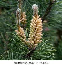 Attēlu rezultāti vaicājumam “Pinus sylvestris male flower”