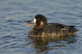 Image result for Aythya marila