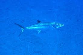 Image result for Scomberomorus maculatus