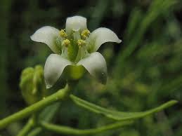 Attēlu rezultāti vaicājumam “Thesium ebracteatum”