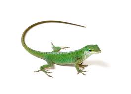 Attēlu rezultāti vaicājumam “Sauria”