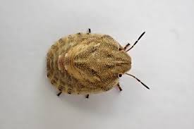 Attēlu rezultāti vaicājumam “Eurygaster testudinaria imago”