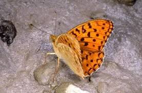 Attēlu rezultāti vaicājumam “Argynnis adippe”