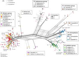 Attēlu rezultāti vaicājumam “Batrachium”